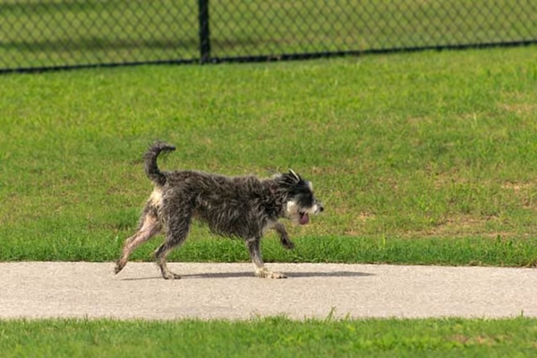 Centennial Dog Park photo 1